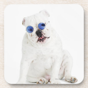white background, white bulldog, blue tinted coaster