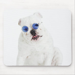 white background, white bulldog, blue tinted mouse pad