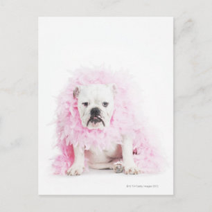 white background, white bulldog, pink feather postcard
