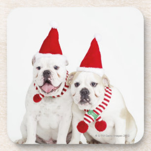 white background, white bulldogs, male dog, coaster