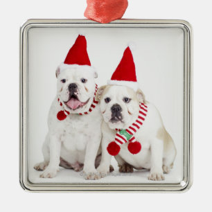white background, white bulldogs, male dog, metal ornament