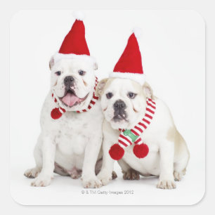 white background, white bulldogs, male dog, square sticker