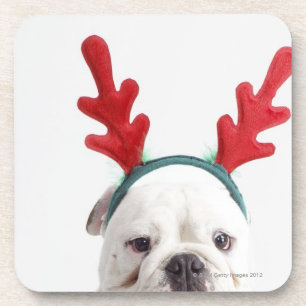 white background, white male bulldog, red coaster