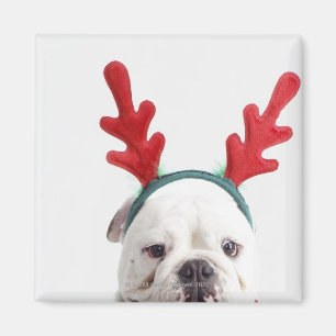 white background, white male bulldog, red magnet