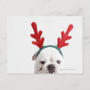 white background, white male bulldog, red postcard