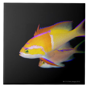 White Bar Anthias Ceramic Tile