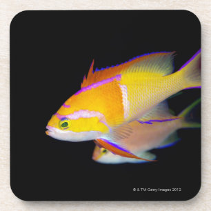 White Bar Anthias Coaster