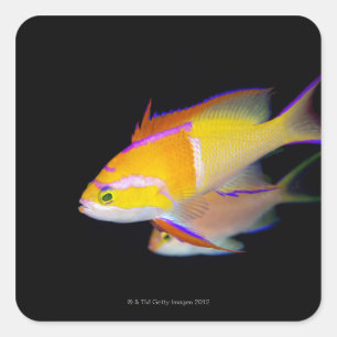 White Bar Anthias Square Sticker