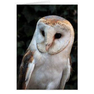 White Barn Owl