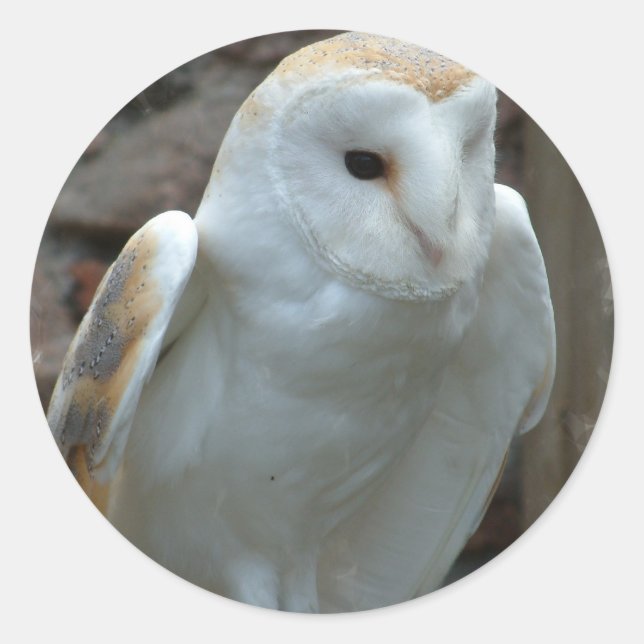 White Barn Owl  Stickers (Front)