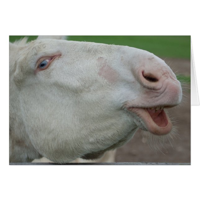 White Baroque Donkey (Front Horizontal)