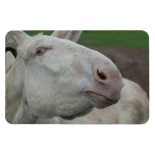 White Baroque Donkey Magnet