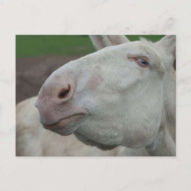 White Baroque Donkey Postcard (Front)