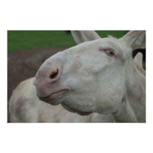 White Baroque Donkey Poster