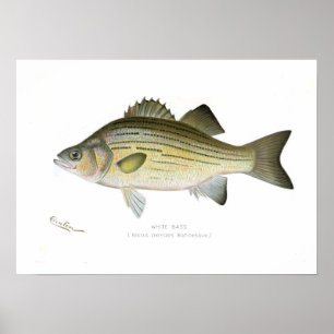 White Bass Poster