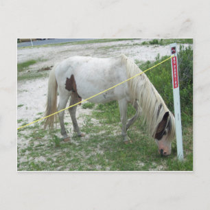 White Beach Pony Postcard