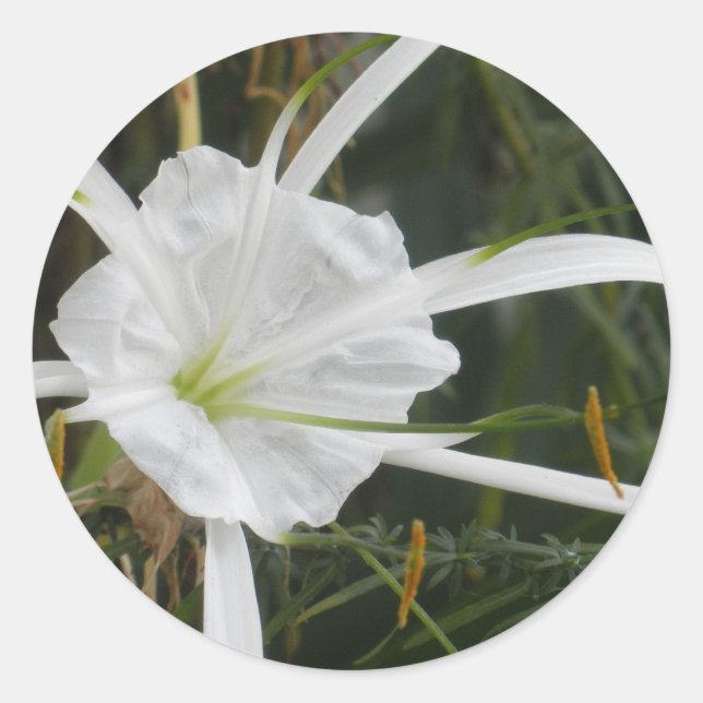 White Beach Spider Lily Lilies Flower Photo Classic Round Sticker (Front)