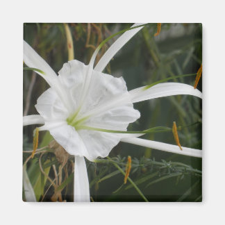 White Beach Spider Lily Lilies Flower Photo Magnet