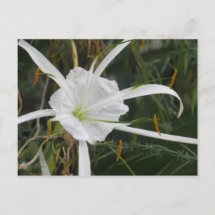 White Beach Spider Lily Lilies Flower Photo Postcard