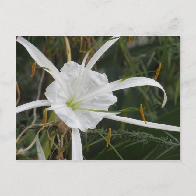 White Beach Spider Lily Lilies Flower Photo Postcard (Front)
