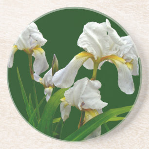 White Bearded Iris Blossoms Coaster