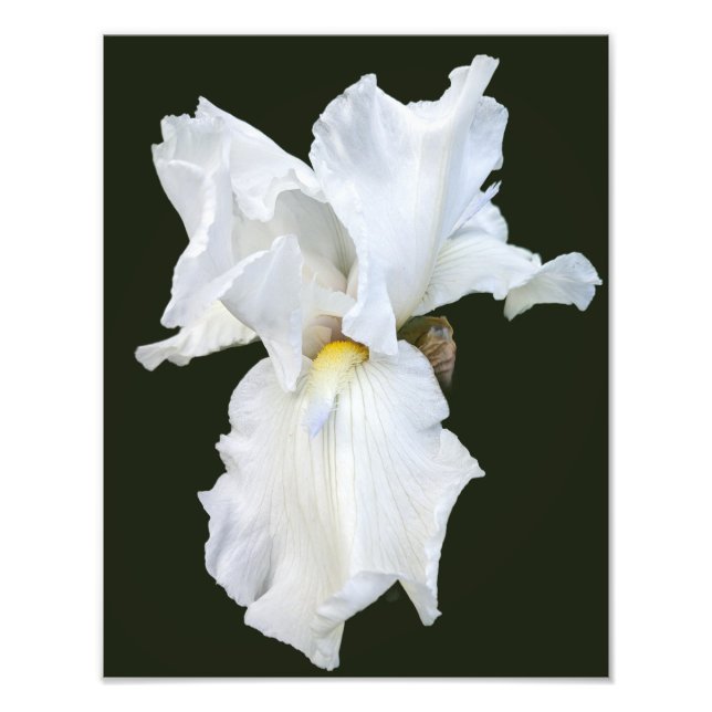 White Bearded Iris on Black Background Photo Print (Front)