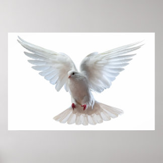 White Beautiful flying pigeon Poster