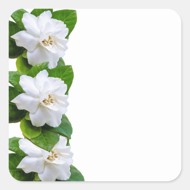 White beautiful gardenia flowers on white square sticker (Front)