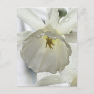 White beauty in the rain postcard