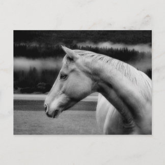 White Beauty Post Card