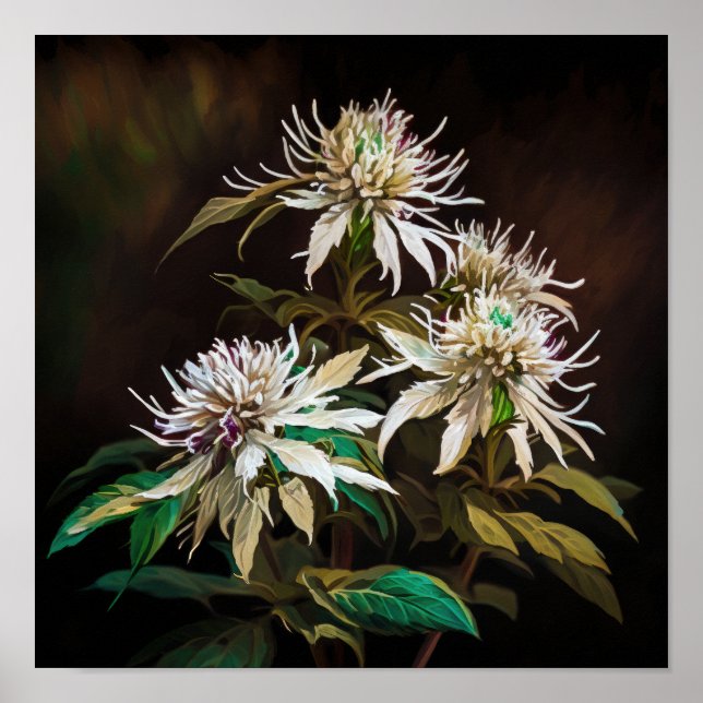 White Bee Balm Flower Art Print Poster (Front)