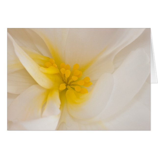 White Begonia Card (Front Horizontal)