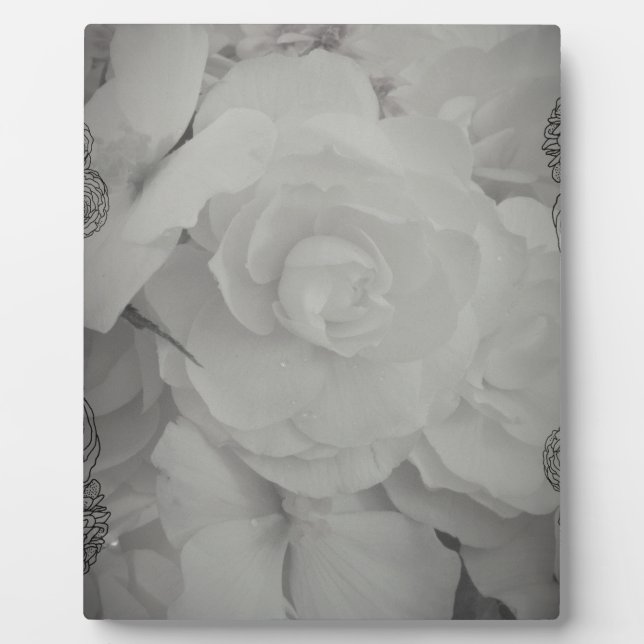 White Begonia Plaque (Front)