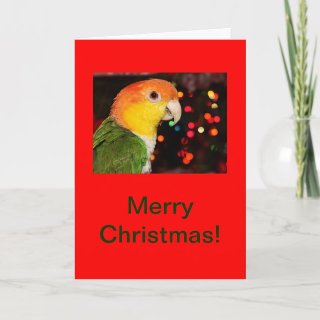 White Bellied Caique Parrot Merry Christmas Holiday Card (Front)