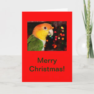 White Bellied Caique Parrot Merry Christmas Holiday Card