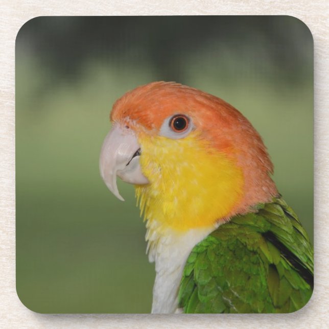 White Bellied Caique Parrot Outdoors Coaster (Front)