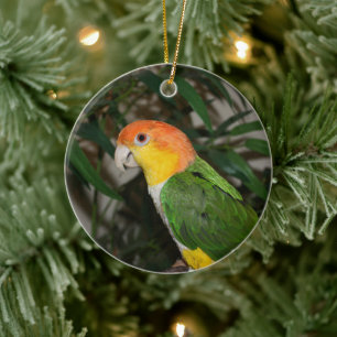 White Bellied Caique Parrot with Bamboo Tree Ceramic Ornament
