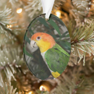 White Bellied Caique Parrot with Bamboo Tree Ornament