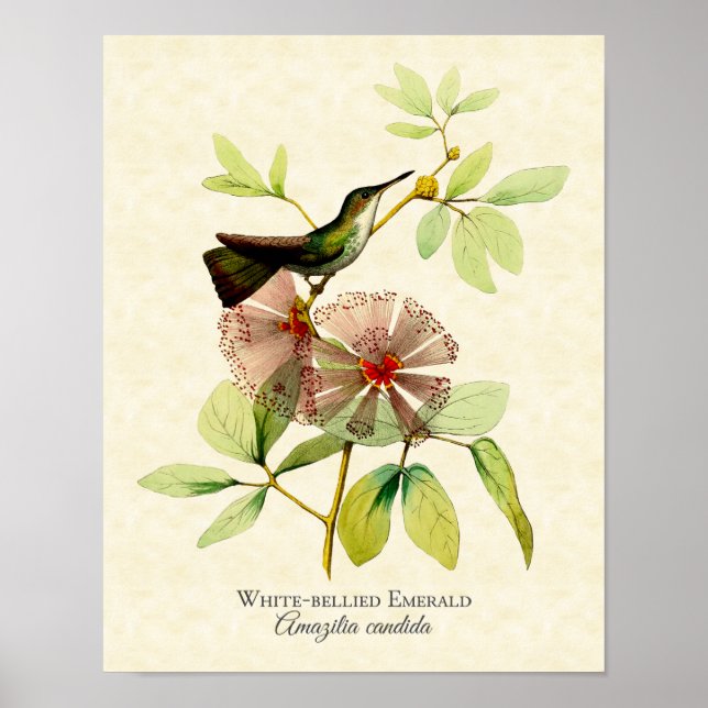 White Bellied Emerald Hummingbird Art Print (Front)