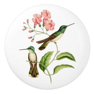White Bellied Mountain Gem Hummingbird Ceramic Knob