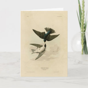 White-bellied (Tree) Swallow - Audubon's Birds Card