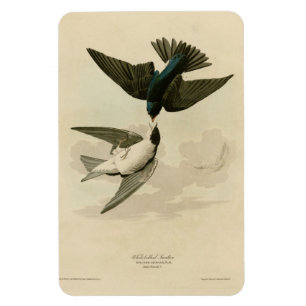 White-bellied (Tree) Swallow - Audubon's Birds Magnet