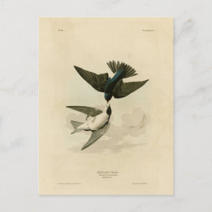 White-bellied (Tree) Swallow - Audubon's Birds Postcard