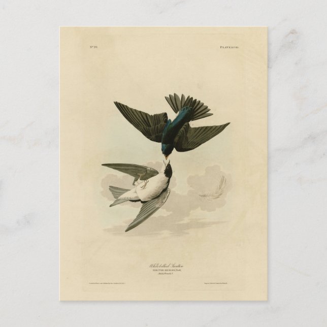 White-bellied (Tree) Swallow - Audubon's Birds Postcard (Front)
