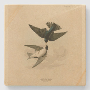 White-bellied (Tree) Swallow - Audubon's Birds Stone Coaster
