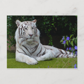 White Bengal Beautiful Tiger Cat Resting Postcard