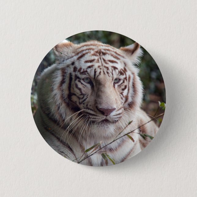White Bengal Tiger 6 Cm Round Badge (Front)