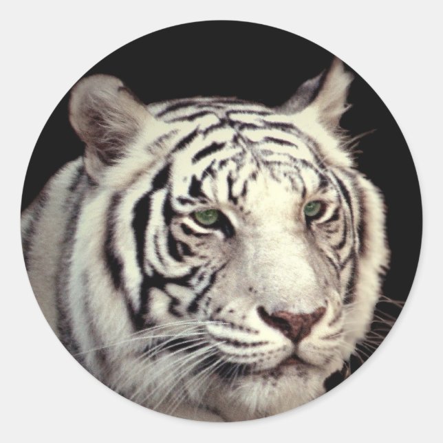 White Bengal Tiger Classic Round Sticker (Front)