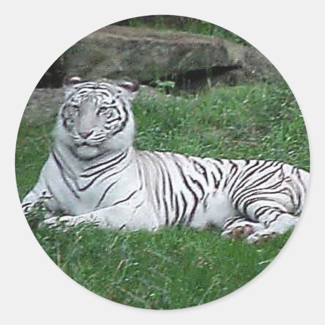 White Bengal Tiger Classic Round Sticker (Front)
