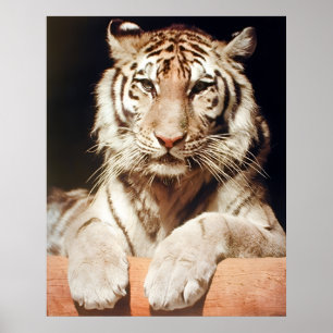White Bengal Tiger Close-up Wildlife Feline Animal Poster